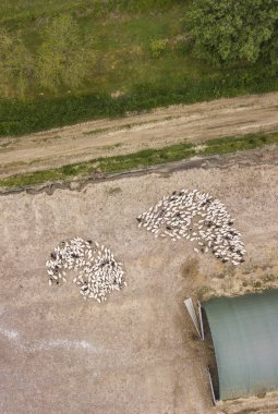 Tavuk çiftliği, Fransa tarihinde kalabalık ördekler üzerinde havadan görünümü