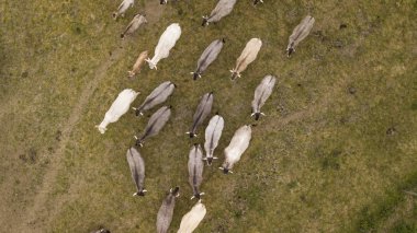 Havadan görünümü Bazadaise inekler ve daisy çayırda Gironde, Fransa danaların