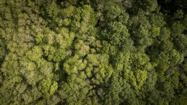Hava kırsal manzara, Gironde, Fransa içinde güzel bir yeşil orman üzerinde uçan