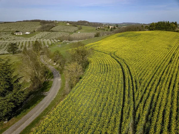 Çiçek açması genç Erik Bahçesi ve kolza tohumu alan, üstten görünüm, Erik, Fransa çiçeklenme üzerinde dron yayılımı