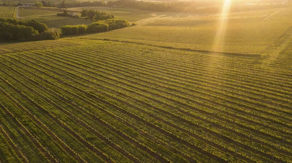 Вид Воздуха Зеленый Летний Виноградник Закате Бордо Франция — стоковое фото