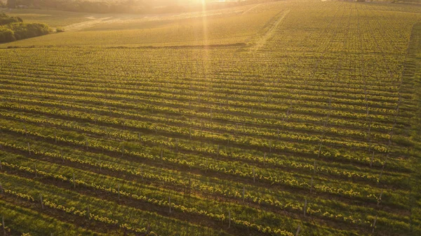 Letecký Pohled Zelené Letní Vinice Při Západu Slunce Bordeaux Francie — Stock fotografie
