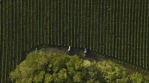 Zdjęcia Lotnicze Ciągników Drzewa Praca Winnicy Bordeaux Francja — Zdjęcie stockowe