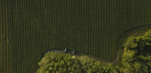 Aerial Shot Tree Tractors Working Vineyard Bordeaux France — Stock Photo, Image
