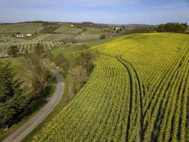 Çiçek açması genç Erik Bahçesi ve kolza tohumu alan, üstten görünüm, Erik, Fransa çiçeklenme üzerinde dron yayılımı