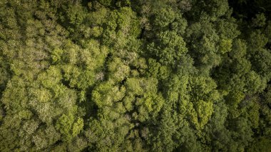 Hava kırsal manzara, Gironde, Fransa içinde güzel bir yeşil orman üzerinde uçan