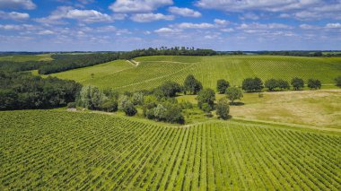 Havadan görünümü Bordeaux üzüm bağı, gündoğumu, dron yaz, Entre deux mers, Capian tarafından film