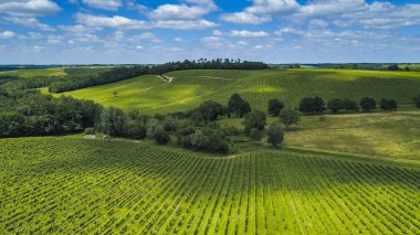 Havadan görünümü Bordeaux üzüm bağı, gündoğumu, dron yaz, Entre deux mers, Capian tarafından film