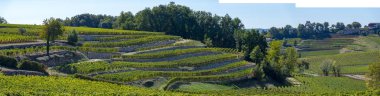 Üzüm bağları, Saint Emilion, Bordeaux üzüm bağları, teraslı üzüm bağı, Gironde, Fransa