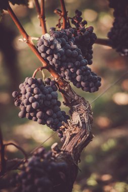 Bir bağ, Üzümler vaktinden önce hasat kavramı, Bordeaux üzüm kırmızı siyah üzüm kapat