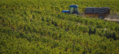 El ile Bordeaux üzüm, Saint Emilion, Gironde, yeni Aquitaine hasat