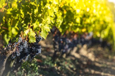 Bir bağ, Üzümler vaktinden önce hasat kavramı, Bordeaux üzüm kırmızı siyah üzüm kapat