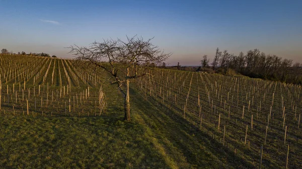 Latające Nad Winnicą Zimowy Dzień Uprawy Winogron Bordeaux — Zdjęcie stockowe