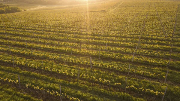 Vue Aérienne Vignoble Verdoyant Coucher Soleil Bordeaux France — Photo