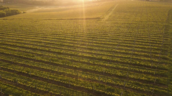 Vue Aérienne Vignoble Verdoyant Coucher Soleil Bordeaux France — Photo