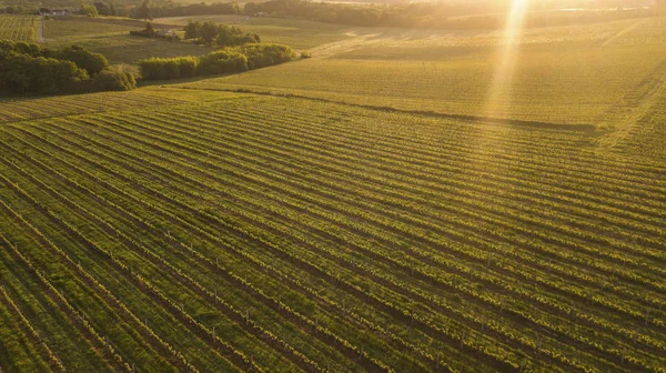 Widok Lotu Ptaka Zielone Letniej Winnicy Zachodzie Słońca Bordeaux Francja — Zdjęcie stockowe