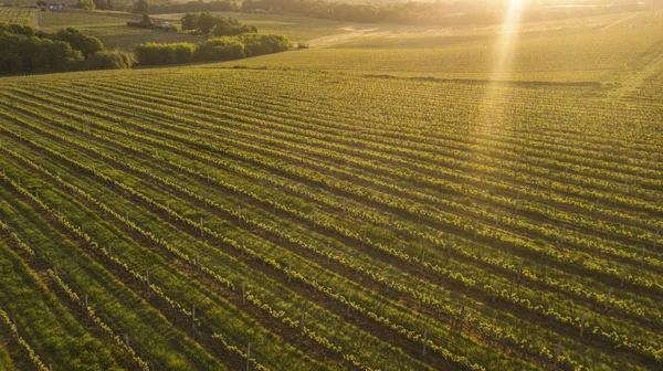 Widok Lotu Ptaka Zielone Letniej Winnicy Zachodzie Słońca Bordeaux Francja — Zdjęcie stockowe