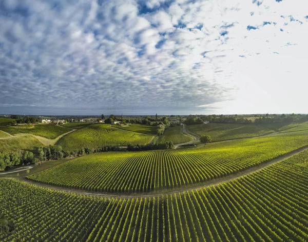 Letecký Pohled Bordeaux Vinice Úsvitu Film Dron Létě Entre Deux — Stock fotografie