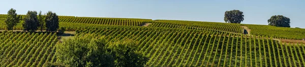 Wijngaarden Van Saint Emilion Wijngaarden Van Bordeaux Terrasvormige Wijngaard Gironde — Stockfoto