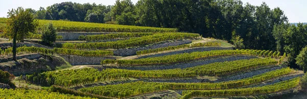 Vineyards of Saint Emilion, Bordeaux Vineyards, terraced vineyard, Gironde, France