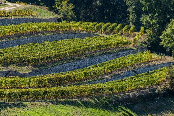 Viñedos Saint Emilion Viñedos Burdeos Viñedo Terrazas Gironda Francia —  Fotos de Stock