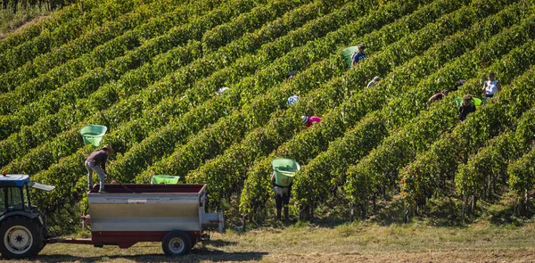 El ile Bordeaux üzüm, Saint Emilion, Gironde, yeni Aquitaine hasat