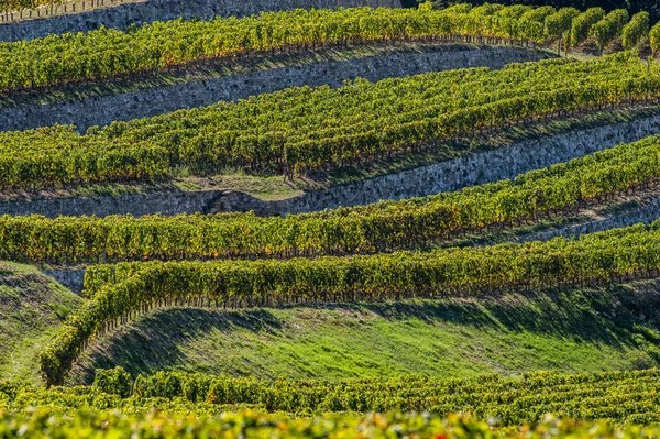 Viñedos Saint Emilion Viñedos Burdeos Viñedo Terrazas Gironda Francia —  Fotos de Stock