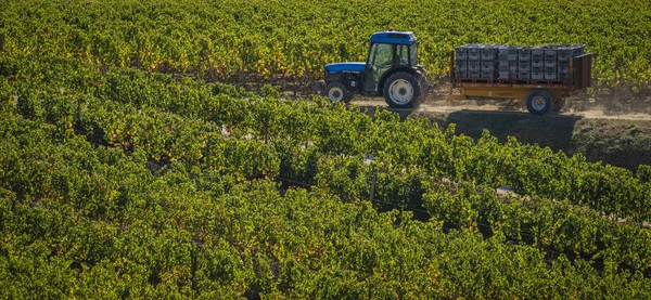 El ile Bordeaux üzüm, Saint Emilion, Gironde, yeni Aquitaine hasat