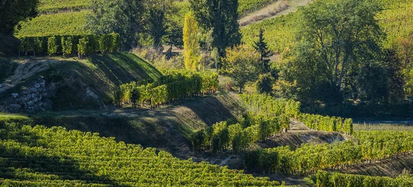 Viñedos Saint Emilion Viñedos Burdeos Viñedo Terrazas Gironda Francia —  Fotos de Stock