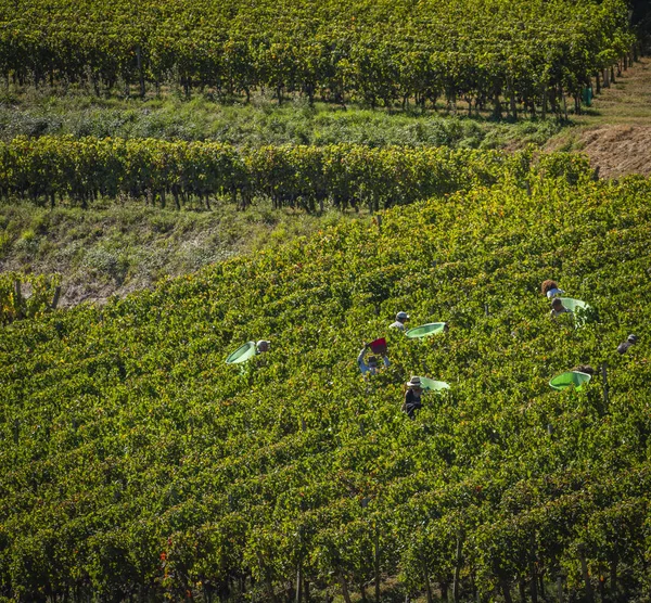 Raccolta Manuale Nel Vigneto Bordeaux Saint Emilion Gironde Nuova Aquitania — Foto Stock