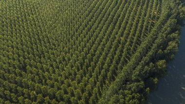 Gironde, Aquitaine, Fransa ormanın havadan görünümü