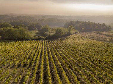 Hava manzaralı Bordeaux Vineyard, Entre deux mers, Langoiran, Gironde, Fransa