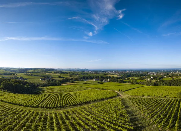 Havadan görünümü, Bordeaux üzüm bağı, manzara bağ güney batısında Fransa, Avrupa