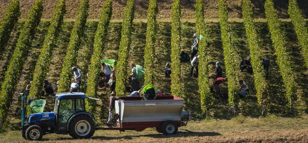 El ile Bordeaux üzüm, Saint Emilion, Gironde, yeni Aquitaine hasat