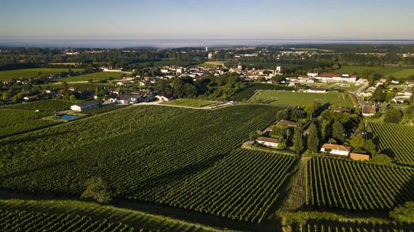 Aerial view, Bordeaux vineyard, landscape vineyard south west of france, europe