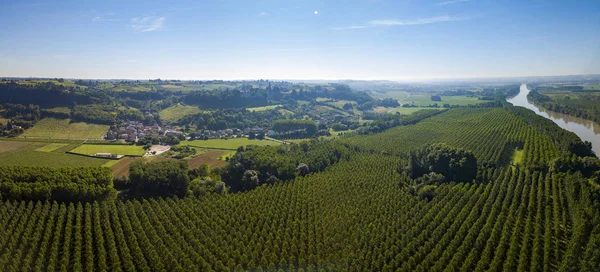 Havadan görünümü, Bordeaux üzüm bağı, manzara bağ güney batısında Fransa, Avrupa