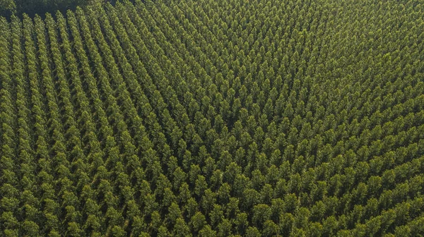 Vista Aérea Del Bosque Gironda Aquitania Francia — Foto de Stock