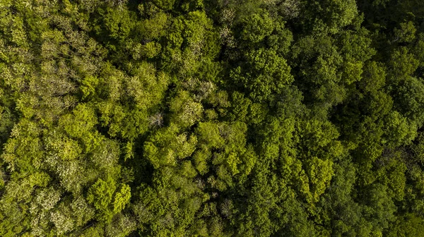 Gironde, Aquitaine, Fransa ormanın havadan görünümü