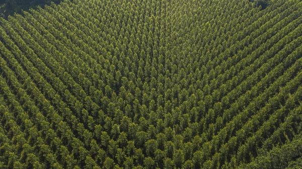 Vista Aérea Del Bosque Gironda Aquitania Francia — Foto de Stock