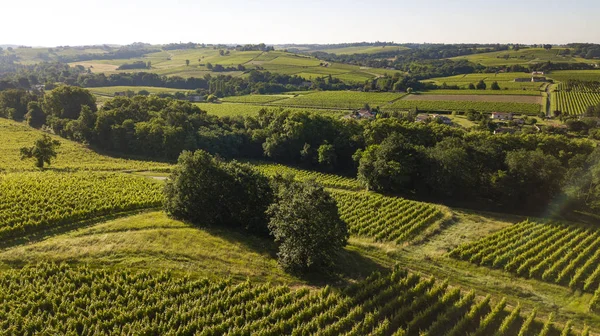 Letecký Pohled Bordeaux Vinice Krajiny Vinic Jižně Francie Evropa — Stock fotografie