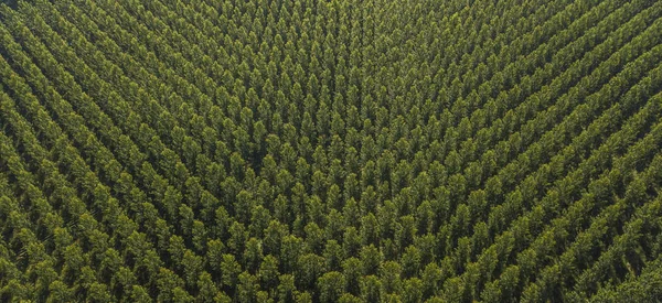 Vista Aérea Del Bosque Gironda Aquitania Francia — Foto de Stock