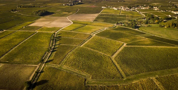 Route Des Chateaux Winnica Medoc Amous Winnicy Wina Bordeaux Francja — Zdjęcie stockowe