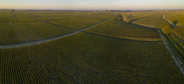 Route Des Chateaux Winnica Medoc Amous Winnicy Wina Bordeaux Francja — Zdjęcie stockowe