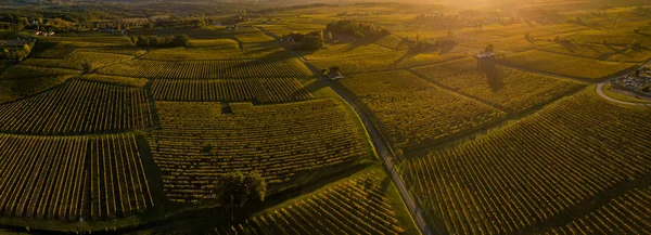 Atardecer Paisaje Smog Viñedo Burdeos Gironda Francia Europa —  Fotos de Stock