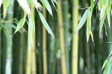 Bambu tarlası, yeşil bambu çit dokusu, bambu dokusu.