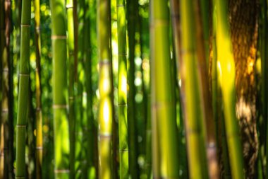 Bambu tarlası, yeşil bambu çit dokusu, bambu dokusu.