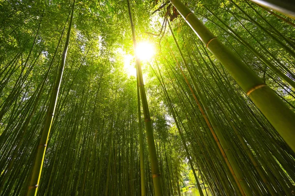 Bamboo plantation, Green bamboo fence texture background, bamboo texture