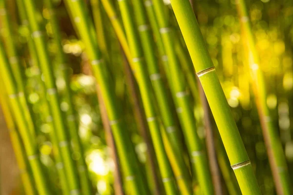 Plantación de bambú, fondo de textura de valla de bambú verde, textura de bambú —  Fotos de Stock