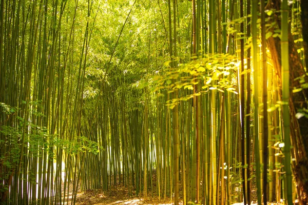 Bambu tarlası, yeşil bambu çit dokusu, bambu dokusu.