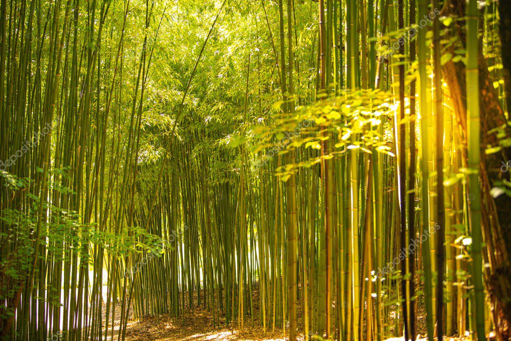 Plantación de bambú, fondo de textura de valla de bambú verde, textura de bambú 2022
